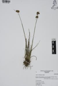 Juncus dichotomus image